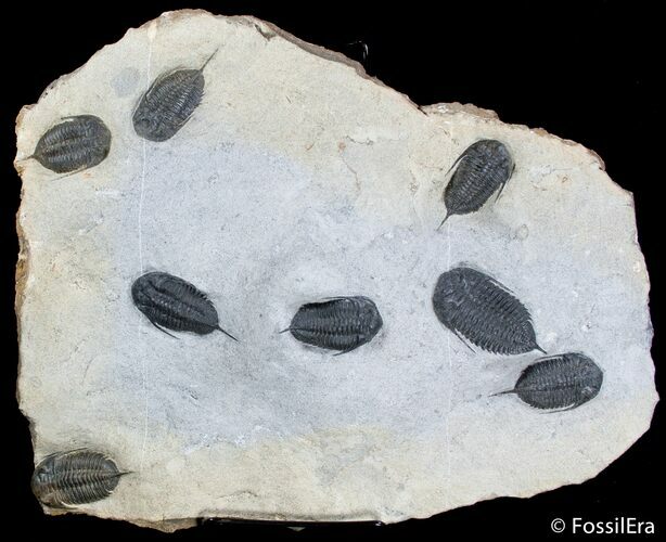 Multiple Mucronaspis Trilobite Plate - Wow! #2604